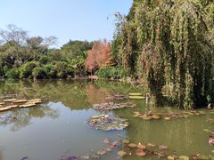 -中国科学院西双版纳热带植物园
