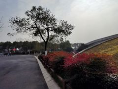 -合肥滨湖国家森林公园