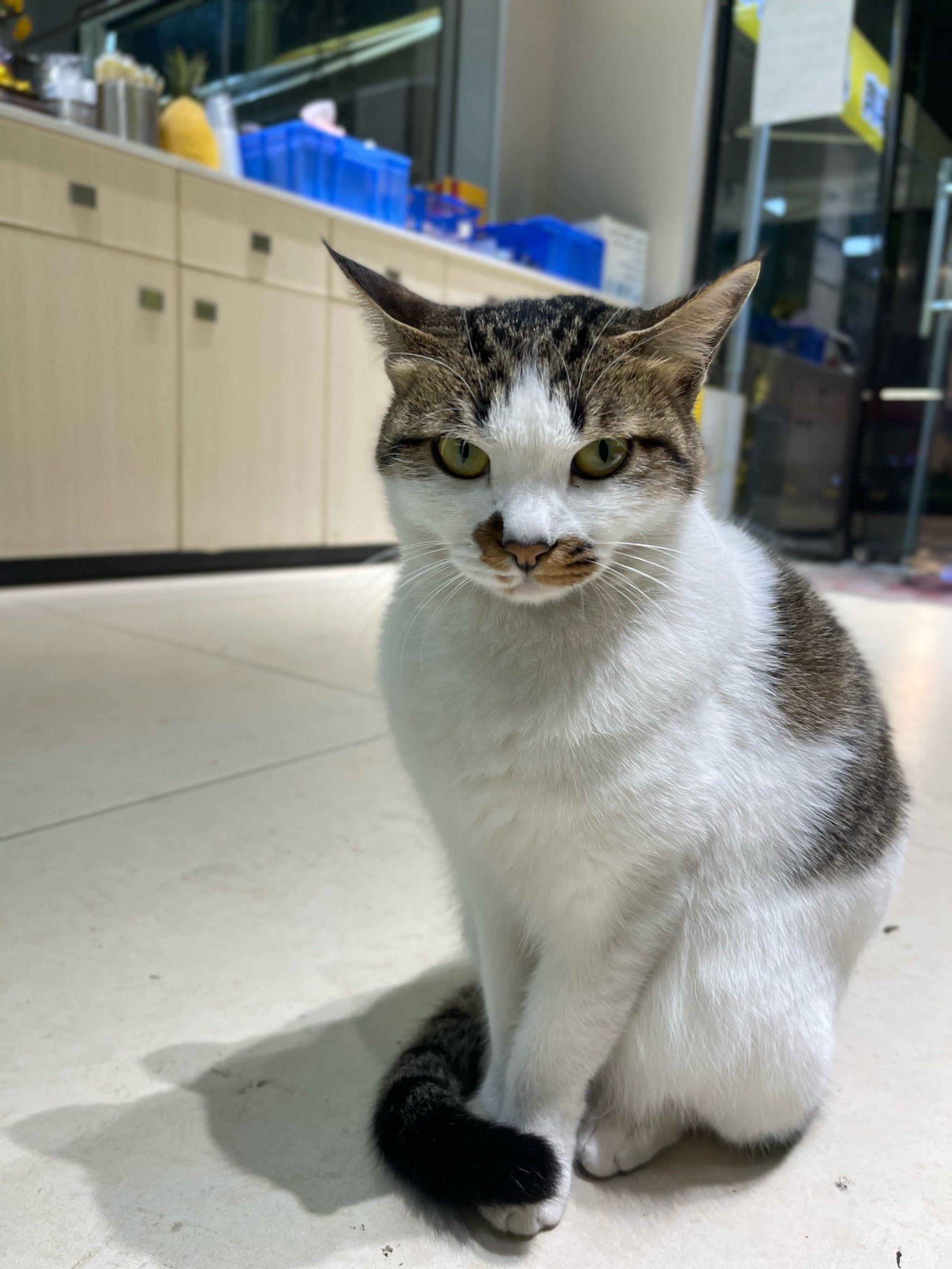 谁能拒绝傻憨憨的小猫咪 #这样萌萌的小