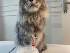 -楼上猫咖(罗湖店)
