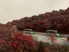 -贵州百里杜鹃风景名胜区