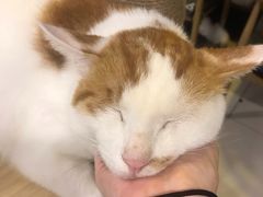 -平行世界·猫咖(首经贸店)