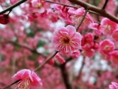 -重庆彩云湖湿地公园