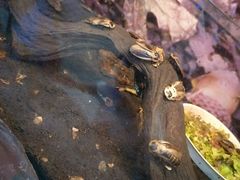 -上海大自然野生昆虫馆(东方明珠·爬宠昆虫探索中心)