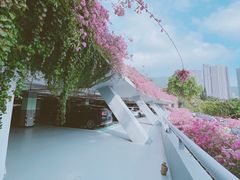 -深圳仙湖植物园