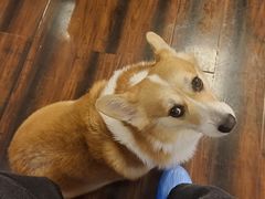 -豆柴町-柴犬主题狗咖(红鼎国际C座店)
