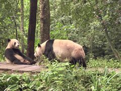 -中国大熊猫保护研究中心雅安碧峰峡基地