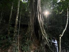 -中国科学院西双版纳热带植物园