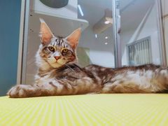 -十年猫舍·猫咪专门店(普陀店)
