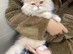 -艾贝尔宠物医院 ·内科全科(梁溪路店)