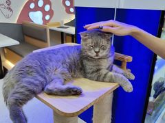 -喵园·猫主题咖啡厅·撸猫·猫咖(国贸店)