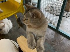 -喵屿·大理花园猫咖