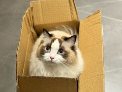 -安安宠医宠物医院·异宠·犬猫内科(岳阳分院)
