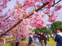 -武汉大学-樱园