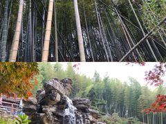 -宁波浙东大竹海景区