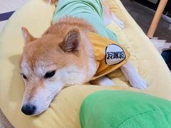 -逗柴咖啡屋·狗咖猫咖宠物桌游