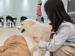 -安格丽娜·狗咖·猫咖羊驼咖(春熙路百盛商场店)