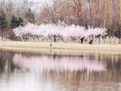 -大兴滨河森林公园