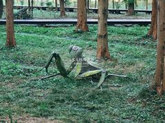 -黄海国家森林公园