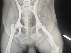 -艾贝尔宠物医院·24H转诊中心·肿瘤猫专科(江宁双龙店)