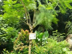 -南宁良凤江国家森林公园