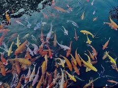-大门水乡·顺德菜