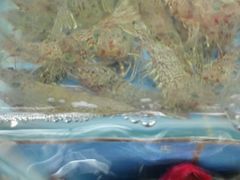 -龙溪海鲜酒家(溪涌店)