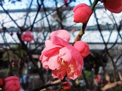 -江宁织造博物馆