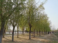 -大兴滨河森林公园