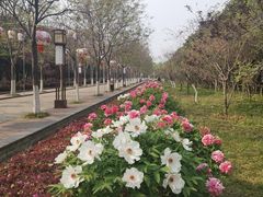 -洛阳市隋唐城遗址植物园