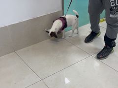 -北京观赏动物医院·24小时大型综合·猫专科·异宠专科