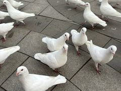 -南宫五洲植物乐园