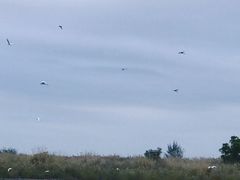 -碧桂园十里银滩