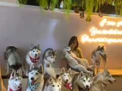 -Husky Go! 哈士奇体验馆·宠物咖啡厅狗咖