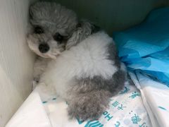 -博特宠物医院24h犬猫全科.骨科·异宠