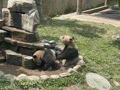 -中国大熊猫保护研究中心雅安碧峰峡基地