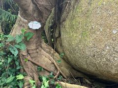 -三亚亚龙湾人间天堂鸟巢度假村