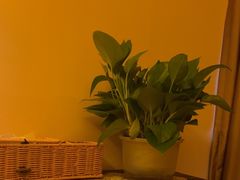 -金色莲花泰式按摩SPA(石牌店)