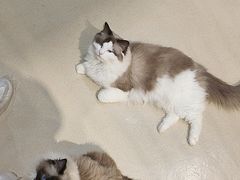 -藏猫猫咖啡主题馆(中央大道店)