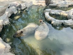 -上海野生动物园老虎餐厅