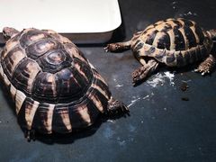 -上海大自然野生昆虫馆