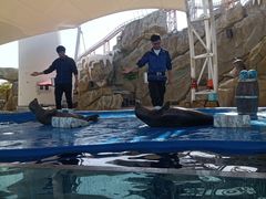 -芜湖新华联大白鲸海洋公园