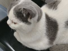 -宠物星动物医院·眼科·异宠·猫科(江南大道总院)