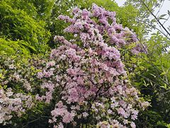 -杭州半山国家森林公园