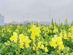 -海心沙亚运公园