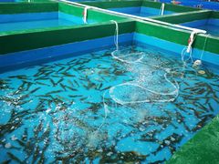 -阔澜蒸汽海鲜自助