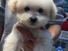 -PETKIT 小佩宠物·低压洗护·美容·寄养(安远店)