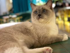 -喵喵咪呀布偶猫咖(春熙路店)