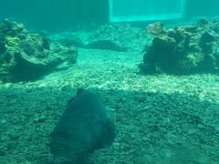 -海棠湾洲际-涛·海底餐厅·美人鱼·自助餐·海底隧道