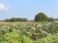 -梁鸿国家湿地公园